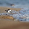 Jespak pisecny - Calidris alba - Sanderling o1900